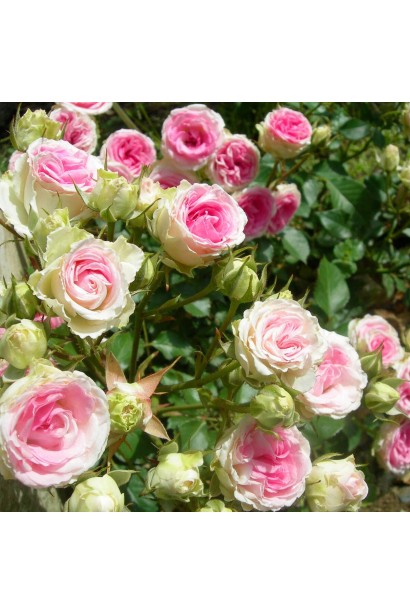 Пишний кущ троянди Мімі Еден